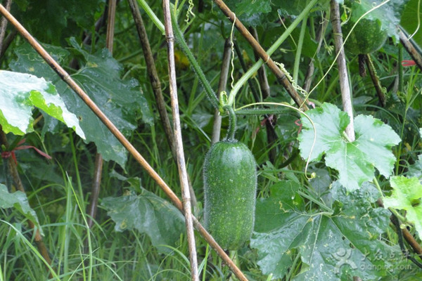 節(jié)瓜適合什么人吃 節(jié)瓜的營養(yǎng)成分 節(jié)瓜適合什么人吃 節(jié)瓜的營養(yǎng)成分