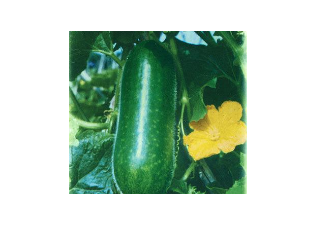 節(jié)瓜湯的做法 節(jié)瓜吃不完怎么保存 節(jié)瓜湯的做法 節(jié)瓜吃不完怎么保存