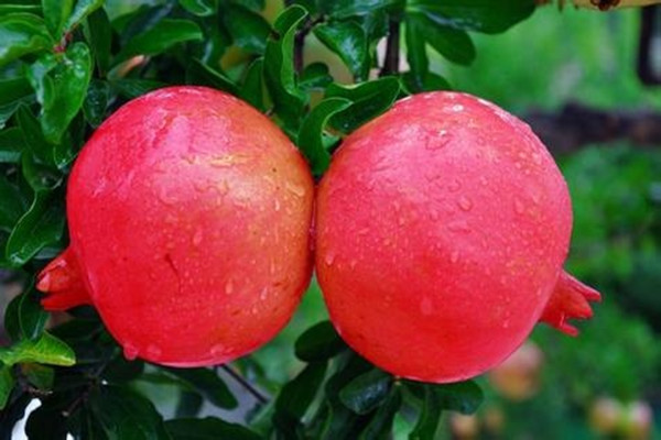 石榴有助于減肥嗎 石榴有助于消化嗎 石榴有助于減肥嗎 石榴有助于消化嗎