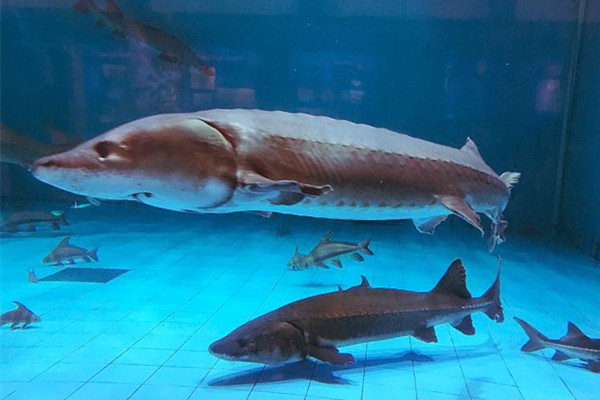 男子將野生中華鱘分解放冰箱 中華鱘屬于國家?guī)准?jí)保護(hù)動(dòng)物 男子將野生中華鱘分解放冰箱 中華鱘屬于國家?guī)准?jí)保護(hù)動(dòng)物