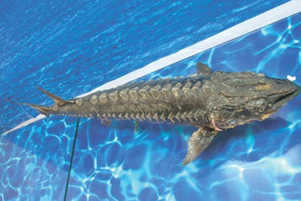 男子將野生中華鱘分解放冰箱 中華鱘屬于國家?guī)准?jí)保護(hù)動(dòng)物 男子將野生中華鱘分解放冰箱 中華鱘屬于國家?guī)准?jí)保護(hù)動(dòng)物