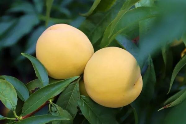 黃桃有通便的效果么 孩子長期便秘可以吃黃桃嗎 黃桃有通便的效果么 孩子長期便秘可以吃黃桃嗎