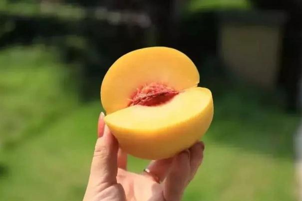 黃桃要削皮嗎 黃桃要放軟了吃嗎 黃桃要削皮嗎 黃桃要放軟了吃嗎