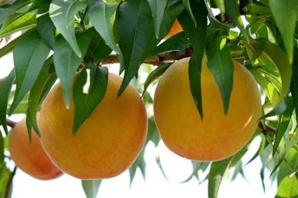 黃桃孕婦可以吃嗎 黃桃孕婦吃有什么好處 黃桃孕婦可以吃嗎 黃桃孕婦吃有什么好處