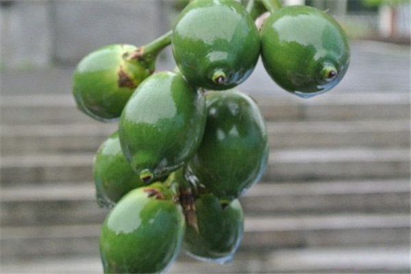 檳榔的功效和作用 檳榔適合什么人群吃 檳榔的功效和作用 檳榔適合什么人群吃