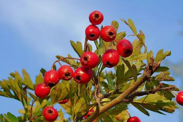 山楂要怎么吃才能降下血壓 山楂要不要放冰箱冷藏 山楂要怎么吃才能降下血壓 山楂要不要放冰箱冷藏
