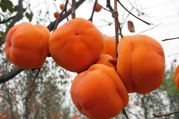 柿子會(huì)上火嗎 柿子會(huì)不會(huì)過敏