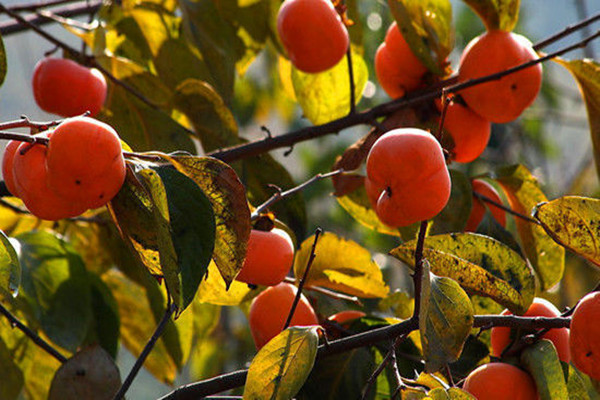 柿子的含糖量高嗎 糖尿病患者能吃柿子嗎 柿子的含糖量高嗎 糖尿病患者能吃柿子嗎