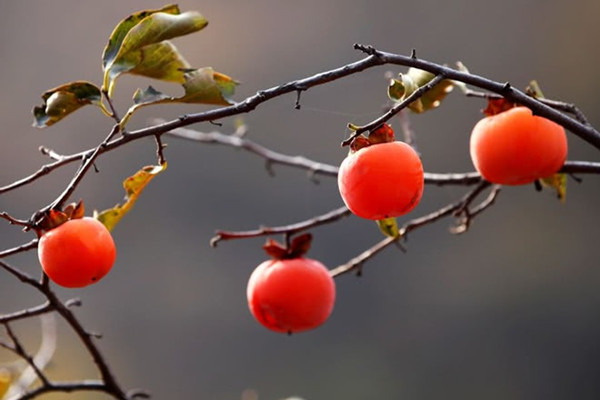 柿子的功效是什么 柿子有什么禁忌 柿子的功效是什么 柿子有什么禁忌