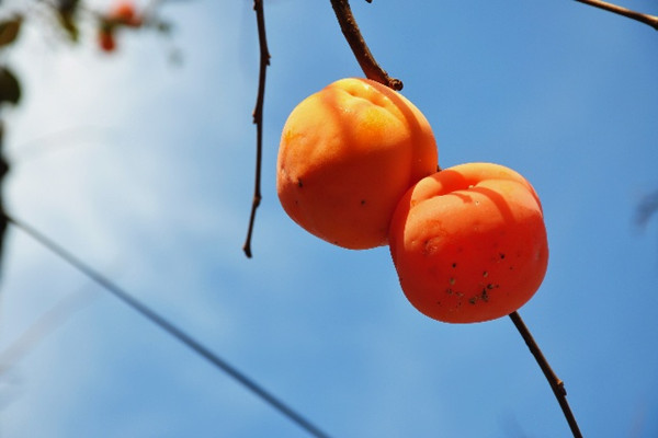 柿子如何催熟 柿子去澀的方法 柿子如何催熟 柿子去澀的方法