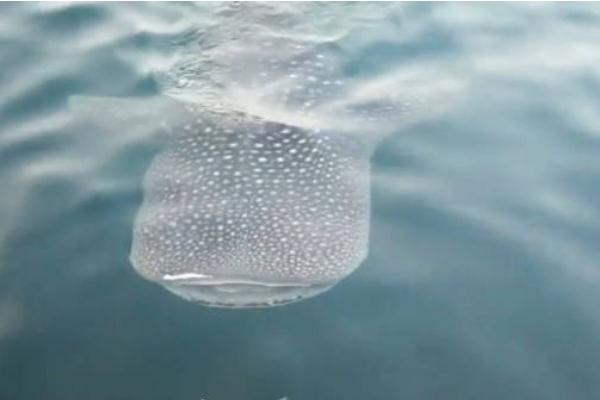 鯨鯊現(xiàn)身大連獐子島 鯨鯊是幾級保護動物 鯨鯊現(xiàn)身大連獐子島 鯨鯊是幾級保護動物