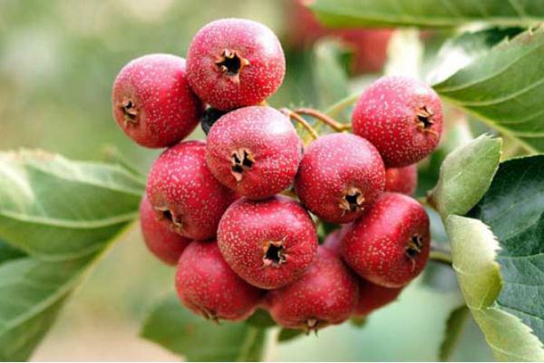 山楂要怎么吃才能降下血壓 山楂要不要放冰箱冷藏 山楂要怎么吃才能降下血壓 山楂要不要放冰箱冷藏