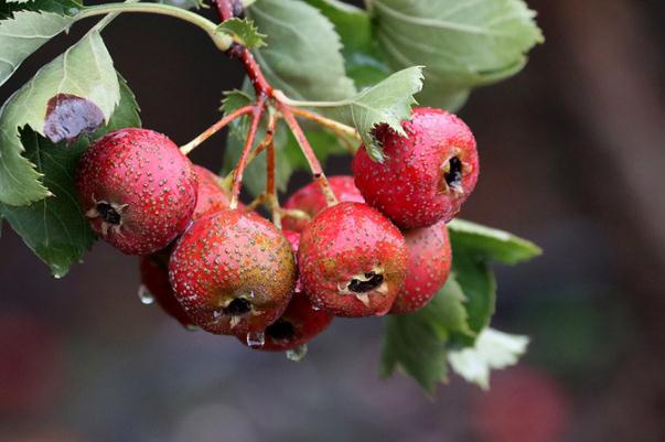 山楂有去濕氣的作用嗎 山楂有止血的功效嗎 山楂有去濕氣的作用嗎 山楂有止血的功效嗎