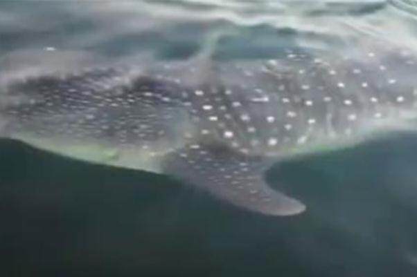 鯨鯊現(xiàn)身大連獐子島 鯨鯊是幾級保護動物 鯨鯊現(xiàn)身大連獐子島 鯨鯊是幾級保護動物