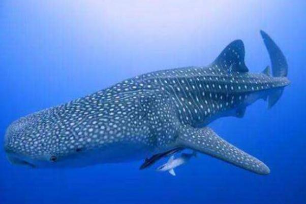 鯨鯊現(xiàn)身大連獐子島 鯨鯊是幾級保護動物 鯨鯊現(xiàn)身大連獐子島 鯨鯊是幾級保護動物