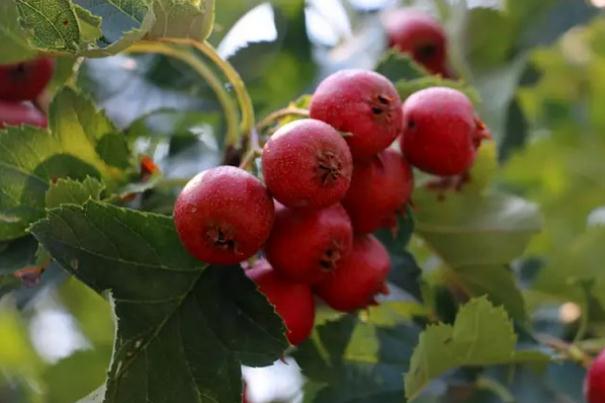 山楂會上火嗎 山楂會導(dǎo)致流產(chǎn)嗎 山楂會上火嗎 山楂會導(dǎo)致流產(chǎn)嗎