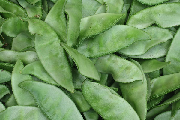 扁豆的熱量高嗎 扁豆的嘌呤高嗎 扁豆的熱量高嗎 扁豆的嘌呤高嗎