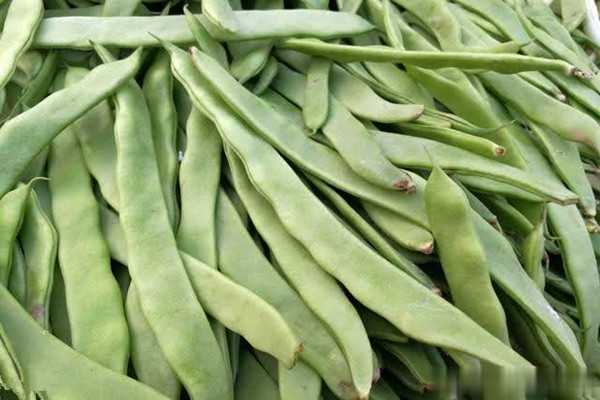 扁豆怎么挑選 扁豆怎么樣算熟了 扁豆怎么挑選 扁豆怎么樣算熟了