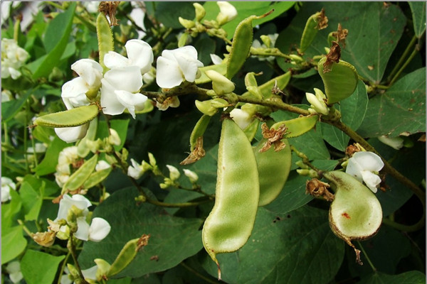 扁豆適合減肥吃嗎 扁豆適合孕婦吃嗎 扁豆適合減肥吃嗎 扁豆適合孕婦吃嗎