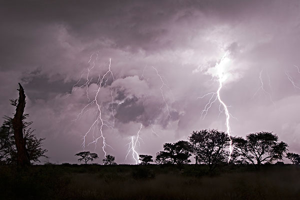 550只羊吃草時(shí)被雷瞬間劈死 雷電天氣注意什么 550只羊吃草時(shí)被雷瞬間劈死 雷電天氣注意什么