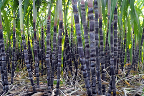 甘蔗是涼性還是熱性 甘蔗是什么季節(jié)的水果 甘蔗是涼性還是熱性 甘蔗是什么季節(jié)的水果