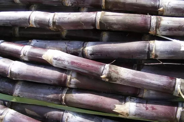 甘蔗治咳嗽嗎 甘蔗治便秘嗎 甘蔗治咳嗽嗎 甘蔗治便秘嗎