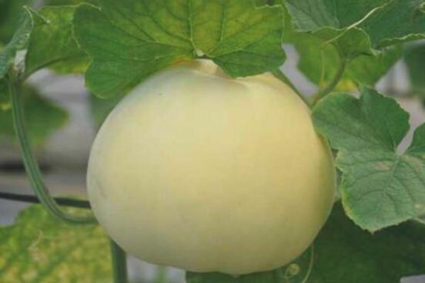 香瓜怎么看熟不熟 香瓜沒熟能吃嗎 香瓜怎么看熟不熟 香瓜沒熟能吃嗎