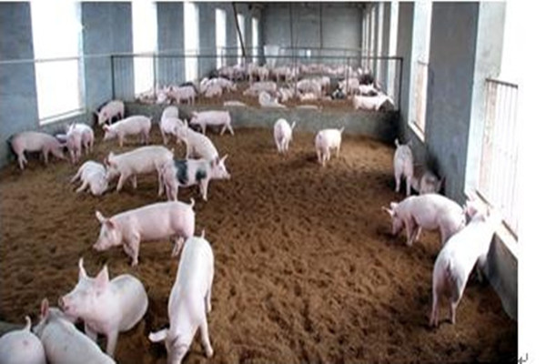 北大才子帶領(lǐng)全村數(shù)字化養(yǎng)豬增收10倍 中國(guó)豬場(chǎng)養(yǎng)豬新技術(shù)的應(yīng)用 北大才子帶領(lǐng)全村數(shù)字化養(yǎng)豬增收10倍 中國(guó)豬場(chǎng)養(yǎng)豬新技術(shù)的應(yīng)用