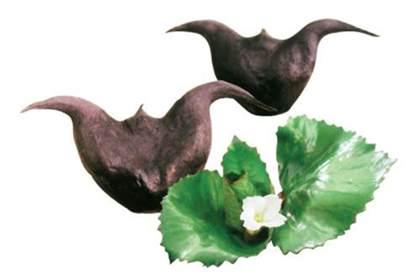 菱角怎么挑才知道是好的 菱角怎么做最好吃 菱角怎么挑才知道是好的 菱角怎么做最好吃