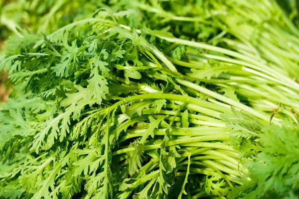 茼蒿的熱量是多少 減肥可以吃茼蒿嗎 茼蒿的熱量是多少 減肥可以吃茼蒿嗎