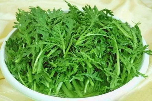 茼蒿可以天天吃嗎 茼蒿哺乳期能吃嗎 茼蒿可以天天吃嗎 茼蒿哺乳期能吃嗎