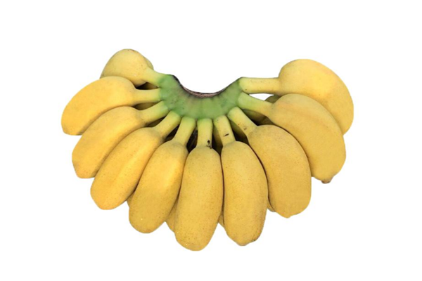 芭蕉可以放冰箱保鮮嗎 芭蕉怎么保存 芭蕉可以放冰箱保鮮嗎 芭蕉怎么保存