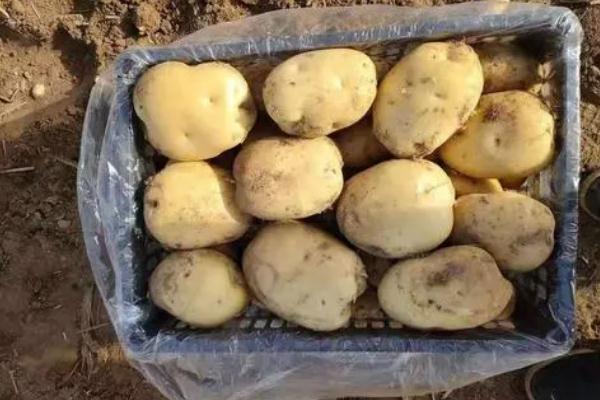 土豆的熱量高嗎 土豆的嘌呤含量高嗎 土豆的熱量高嗎 土豆的嘌呤含量高嗎