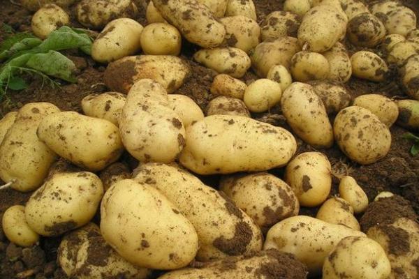 土豆有點硬吃了沒事吧 土豆有點發(fā)芽能吃嗎 土豆有點硬吃了沒事吧 土豆有點發(fā)芽能吃嗎