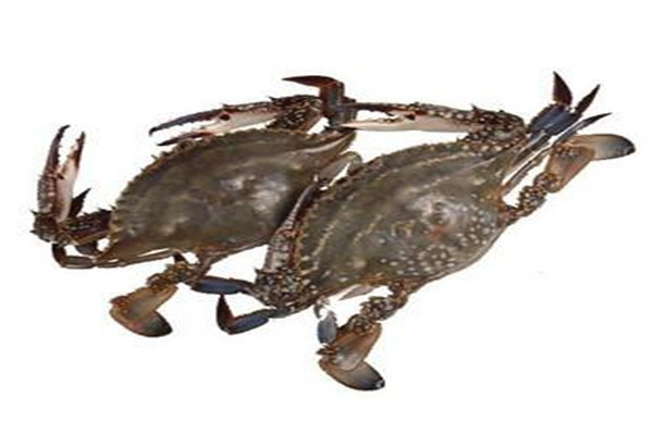 梭子蟹的嘌呤含量高嗎 梭子蟹痛風(fēng)可以吃嗎 梭子蟹的嘌呤含量高嗎 梭子蟹痛風(fēng)可以吃嗎