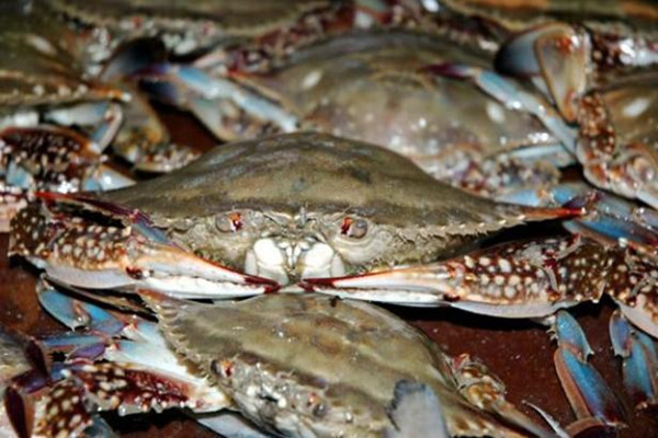 梭子蟹的嘌呤含量高嗎 梭子蟹痛風(fēng)可以吃嗎 梭子蟹的嘌呤含量高嗎 梭子蟹痛風(fēng)可以吃嗎