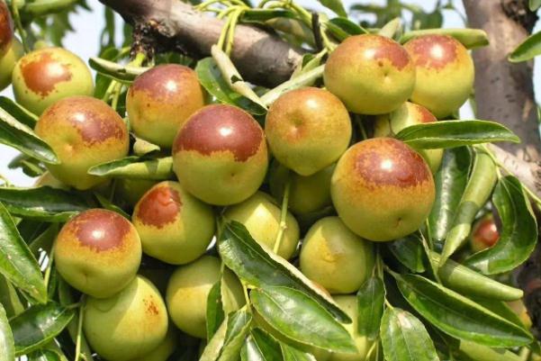 冬棗的含糖量高嗎 冬棗的維生素c含量是多少 冬棗的含糖量高嗎 冬棗的維生素c含量是多少