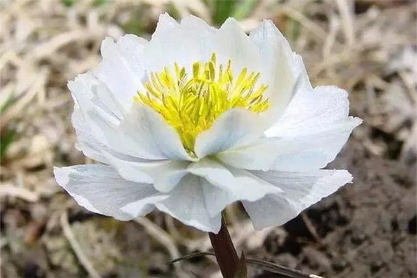 天山雪蓮的功效和作用 天山雪蓮的正確吃法 天山雪蓮的功效和作用 天山雪蓮的正確吃法