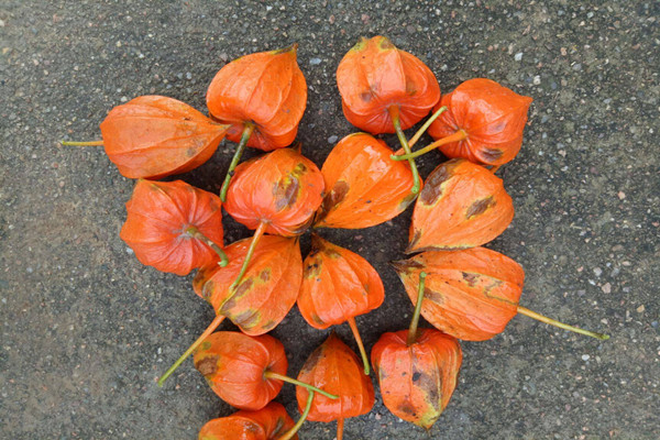 姑娘果的熱量高嗎 姑娘果減肥能吃嗎 姑娘果的熱量高嗎 姑娘果減肥能吃嗎