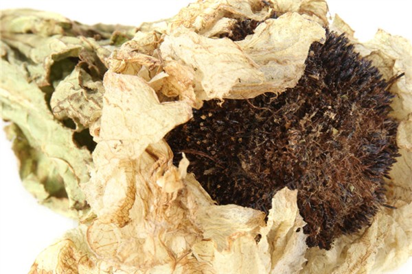 天山雪蓮有什么之稱 天山雪蓮在什么地方生長的 天山雪蓮有什么之稱 天山雪蓮在什么地方生長的