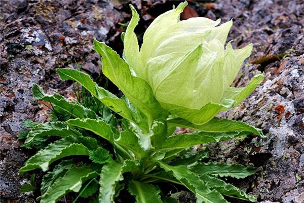 天山雪蓮和天山雪蓮果有關系嗎 天山雪蓮真的那么神奇嗎 天山雪蓮和天山雪蓮果有關系嗎 天山雪蓮真的那么神奇嗎