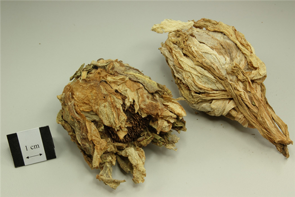 天山雪蓮可以直接生吃嗎 天山雪蓮最好的食用方法是什么 天山雪蓮可以直接生吃嗎 天山雪蓮最好的食用方法是什么