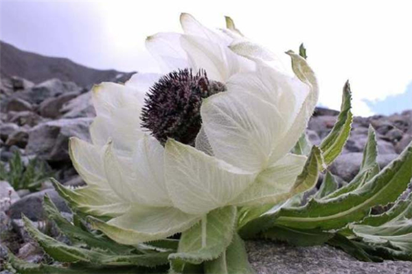天山雪蓮的功效和作用 天山雪蓮的正確吃法 天山雪蓮的功效和作用 天山雪蓮的正確吃法