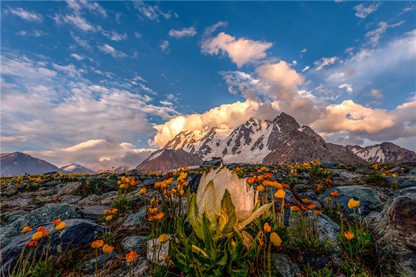 天山雪蓮和天山雪蓮果有關系嗎 天山雪蓮真的那么神奇嗎 天山雪蓮和天山雪蓮果有關系嗎 天山雪蓮真的那么神奇嗎