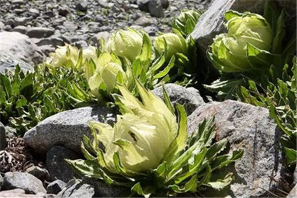 天山雪蓮治什么病 天山雪蓮治風(fēng)濕的用法 天山雪蓮治什么病 天山雪蓮治風(fēng)濕的用法