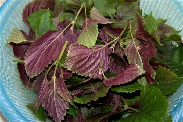 紫蘇葉可以治療蕁麻疹嗎 紫蘇葉對(duì)皮膚的功效和作用 紫蘇葉可以治療蕁麻疹嗎 紫蘇葉對(duì)皮膚的功效和作用