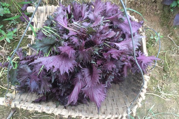 紫蘇葉可以去腥嗎 紫蘇葉能和螃蟹一起蒸嗎 紫蘇葉可以去腥嗎 紫蘇葉能和螃蟹一起蒸嗎