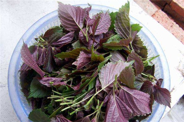 紫蘇葉可以包烤肉嗎 紫蘇葉的功效和作用 紫蘇葉可以包烤肉嗎 紫蘇葉的功效和作用