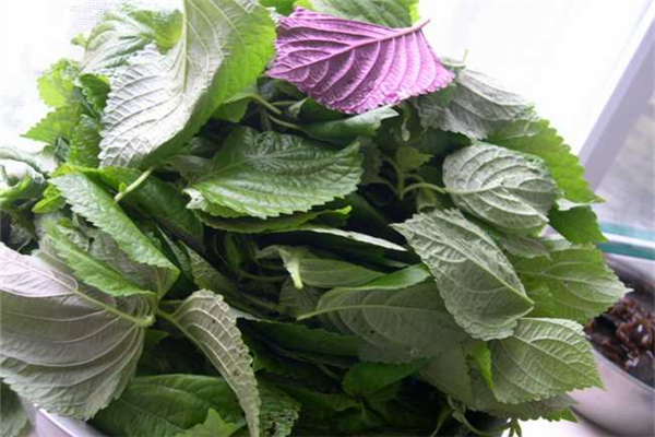 紫蘇葉可以去腥嗎 紫蘇葉能和螃蟹一起蒸嗎 紫蘇葉可以去腥嗎 紫蘇葉能和螃蟹一起蒸嗎