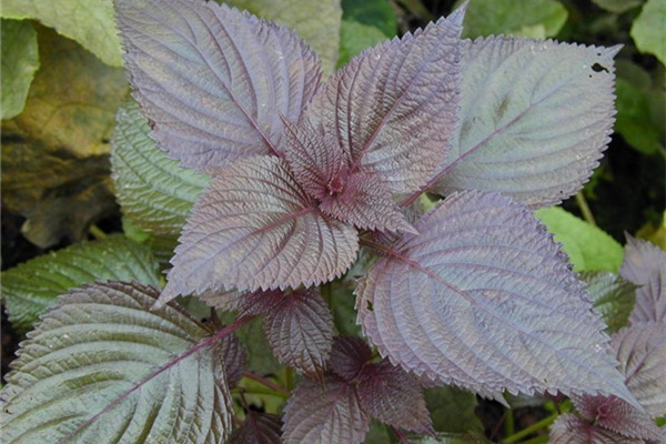 紫蘇葉曬干有什么功效 紫蘇葉曬干方法 紫蘇葉曬干有什么功效 紫蘇葉曬干方法